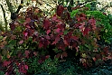 San damiano d'Asti - Colori d'autunno 2009_24